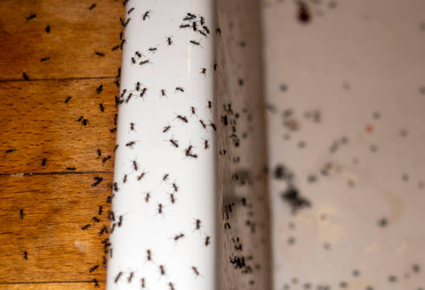 Insect Control in Mannford, OK